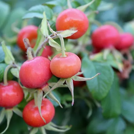 アパート Natuurlijk Genieten *