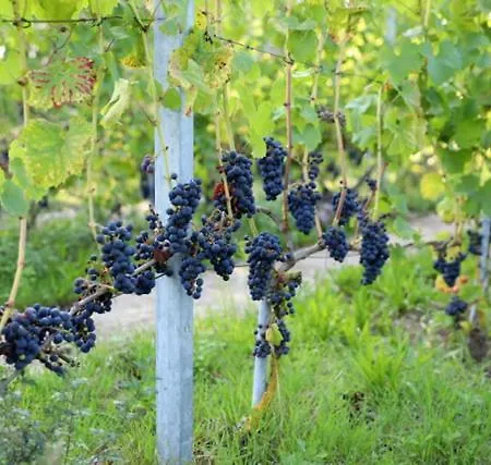 Apartmán Natuurlijk Genieten Bemmel