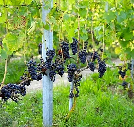Natuurlijk Genieten * Bemmel