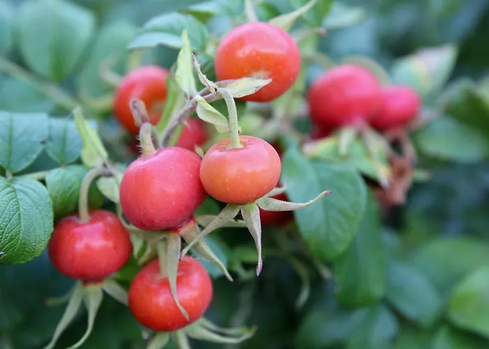 アパート Natuurlijk Genieten *