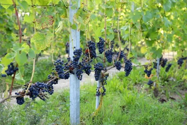 Lägenhet Natuurlijk Genieten Bemmel